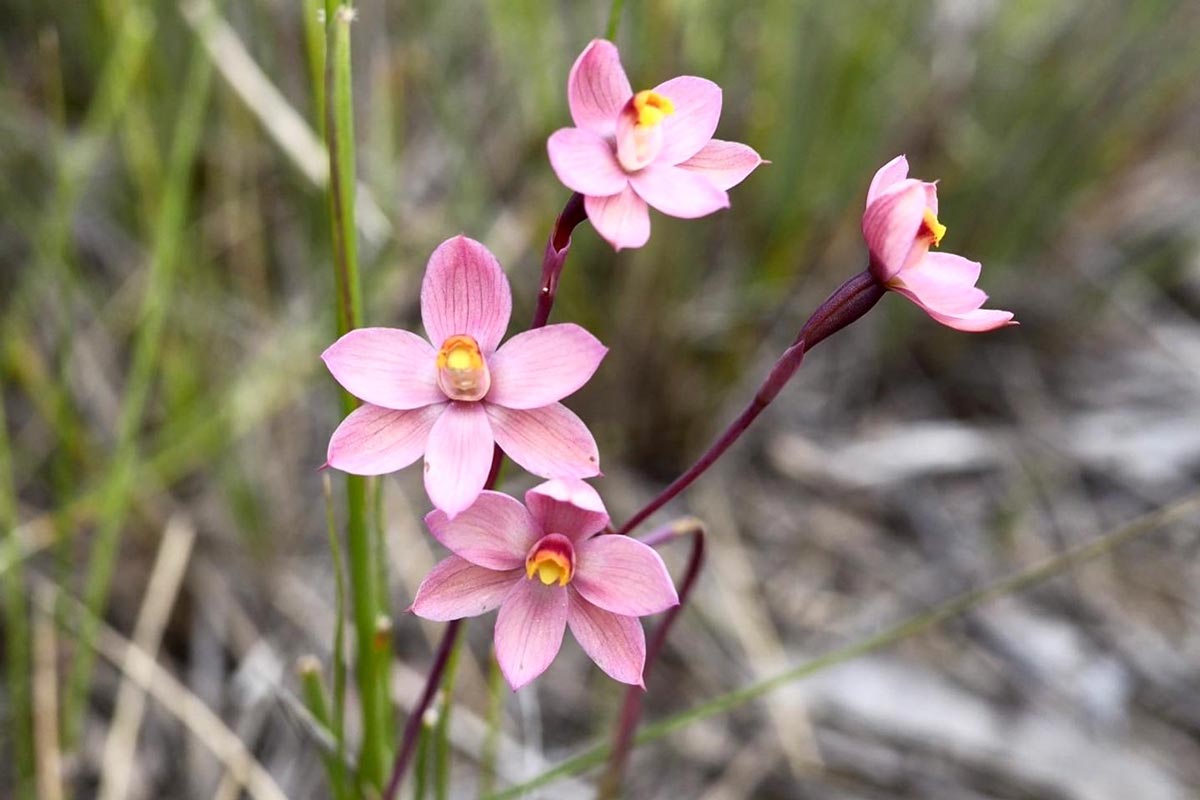 Orchid Season 2022