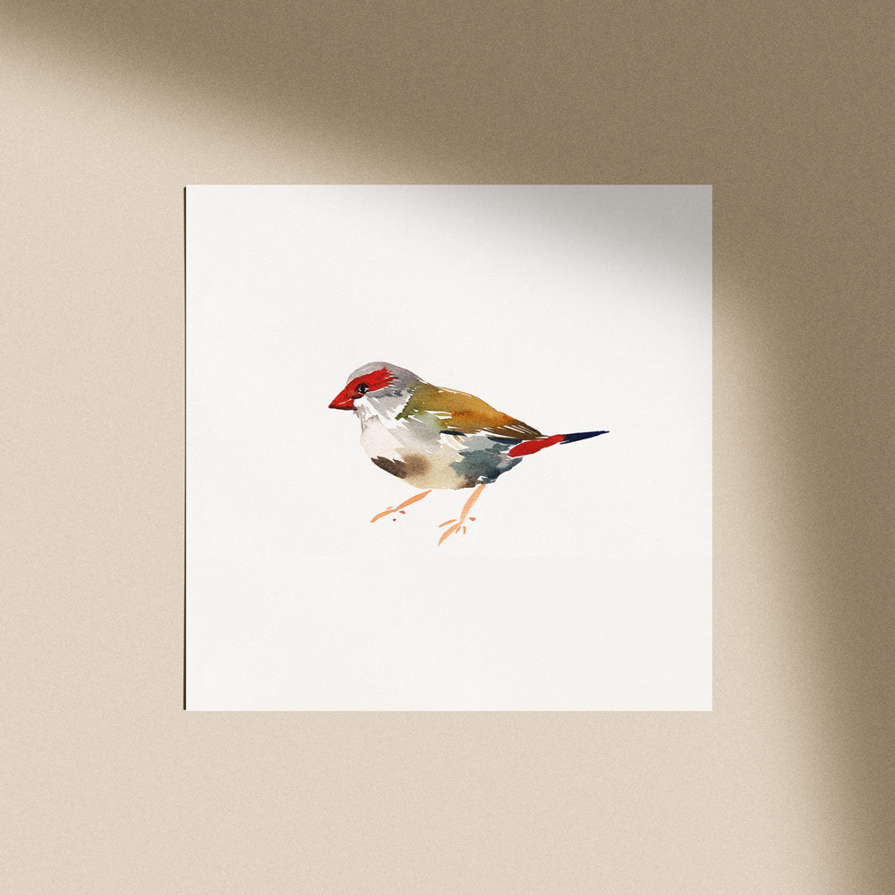 &#39;Red-browed Finch&#39; Limited Edition Print