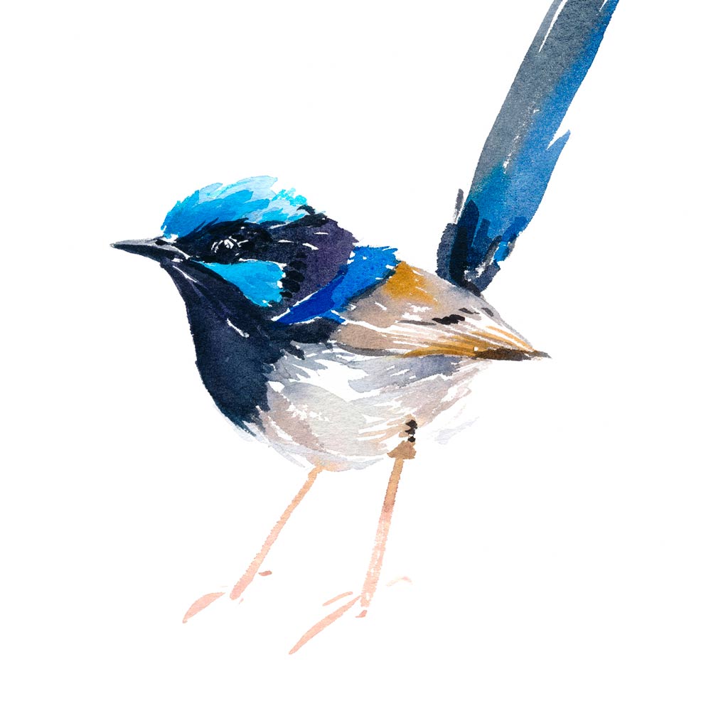 Close up view of &#39;Superb Fairy Wren - Bright Eyes&#39; Limited Edition Watercolour Art Print by Natalie Martin