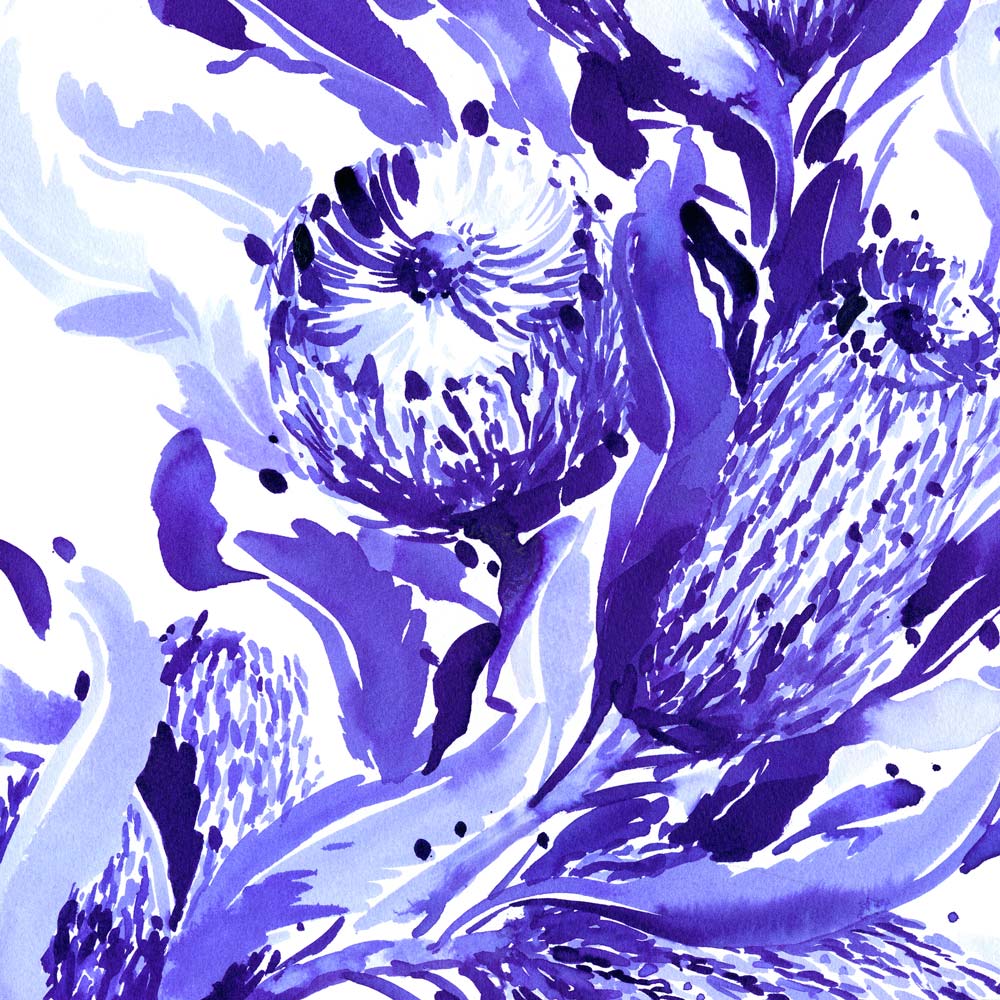 Close up view of &#39;Firewood Banksia in Blue&#39; Limited Edition Watercolour Art Print by Natalie Martin