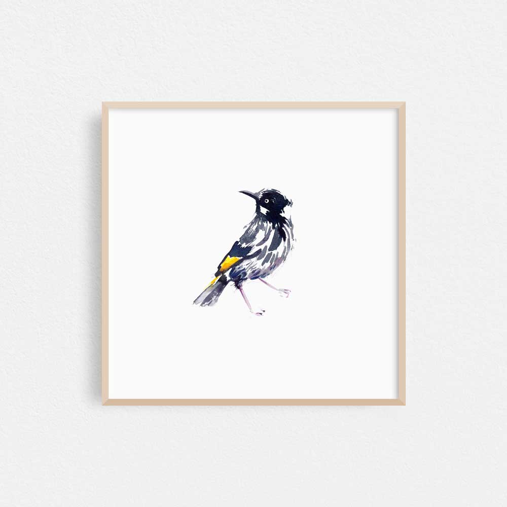 &#39;New Holland Honeyeater&#39; Limited Edition Print