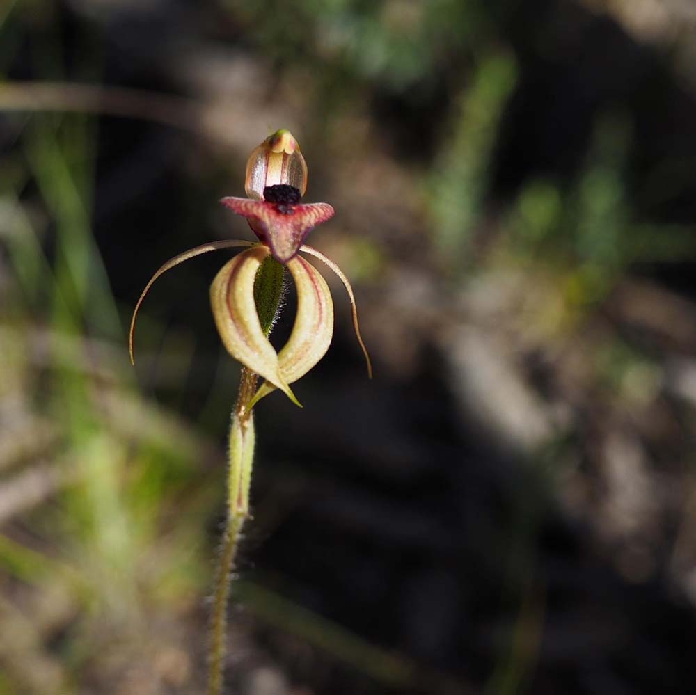 Wildflower Season in Anglesea