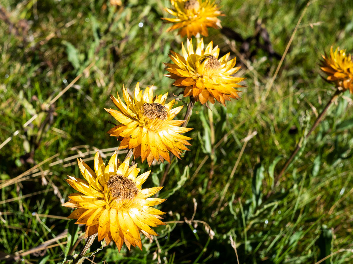 Falls Creek Residency - Wildflowers