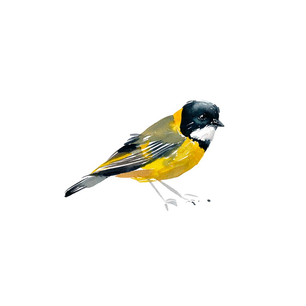 'Golden Whistler' Limited Edition Print