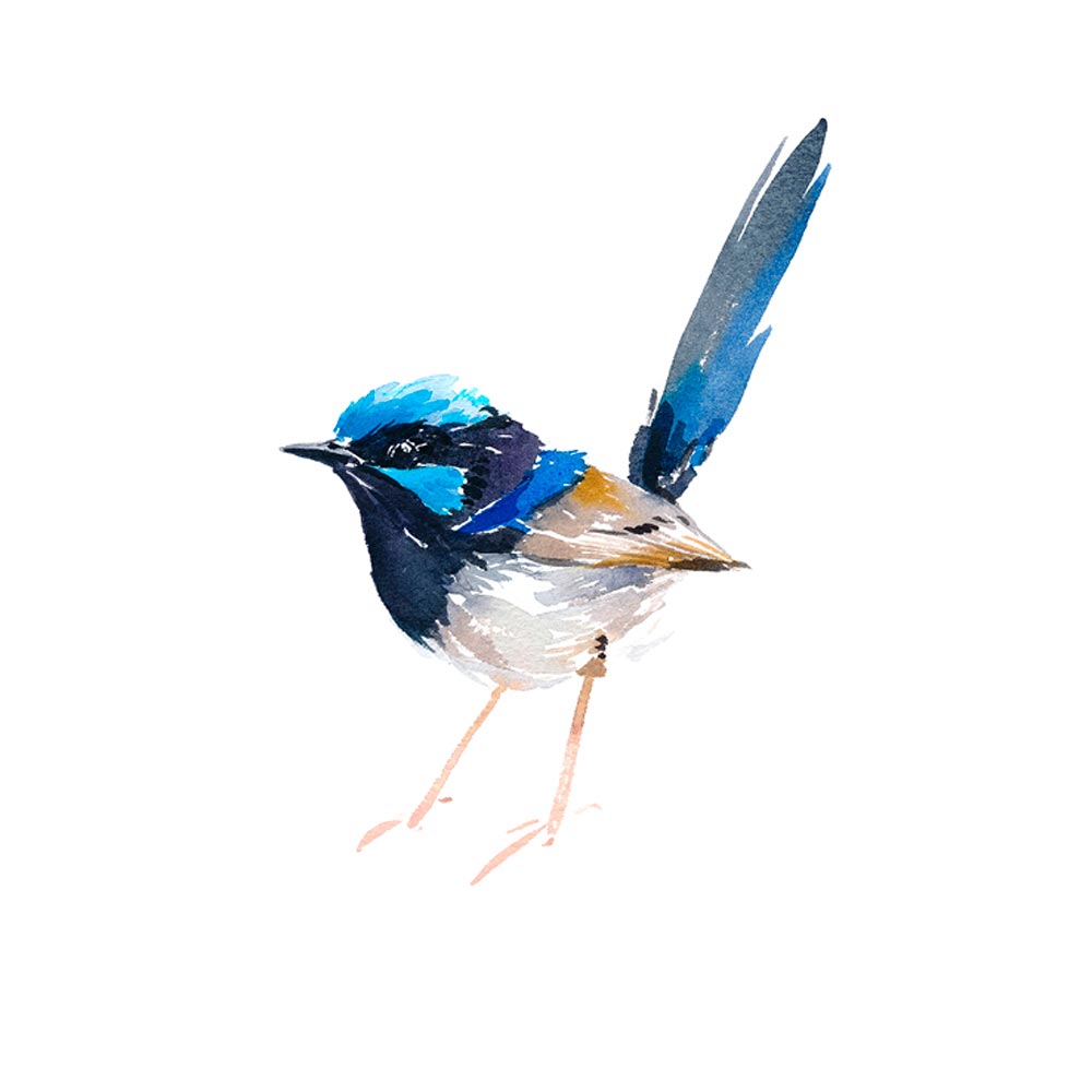 'Superb Fairy Wren' NM x RBGV Greeting Card