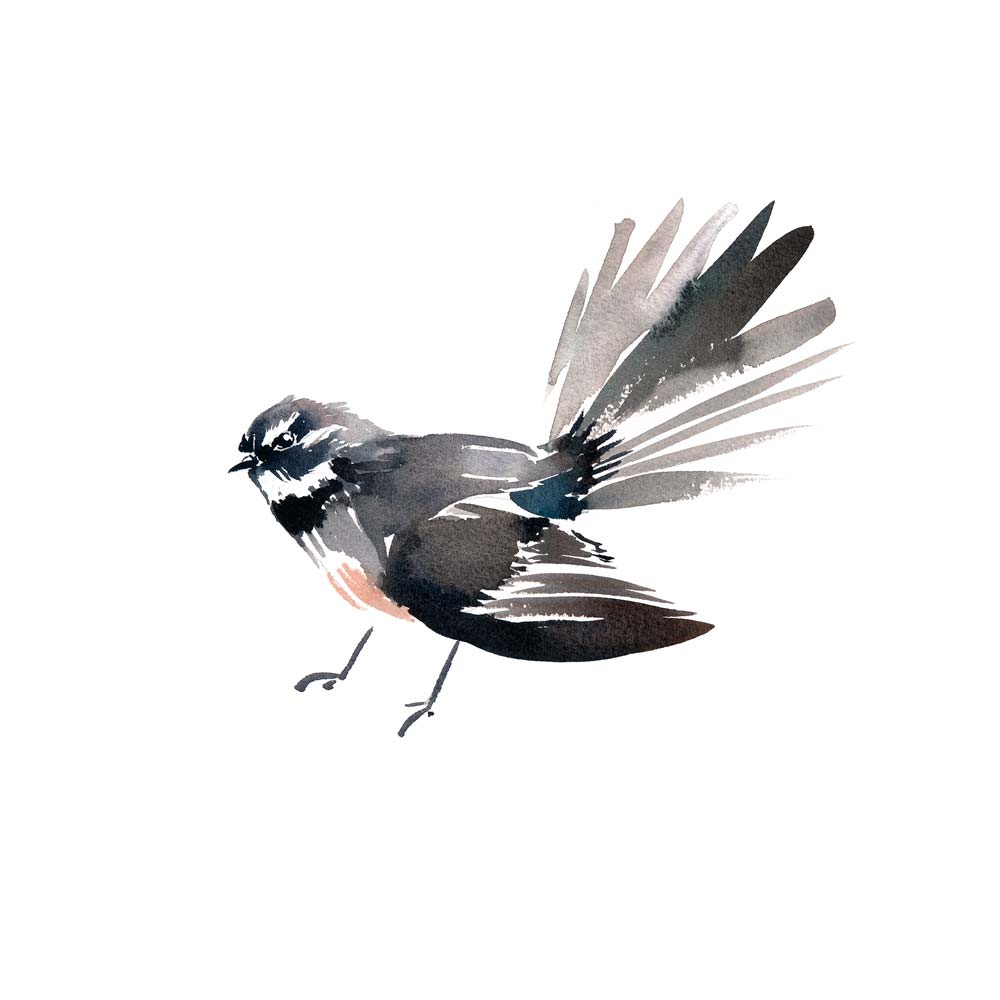 'Grey Fantail' Limited Edition Print