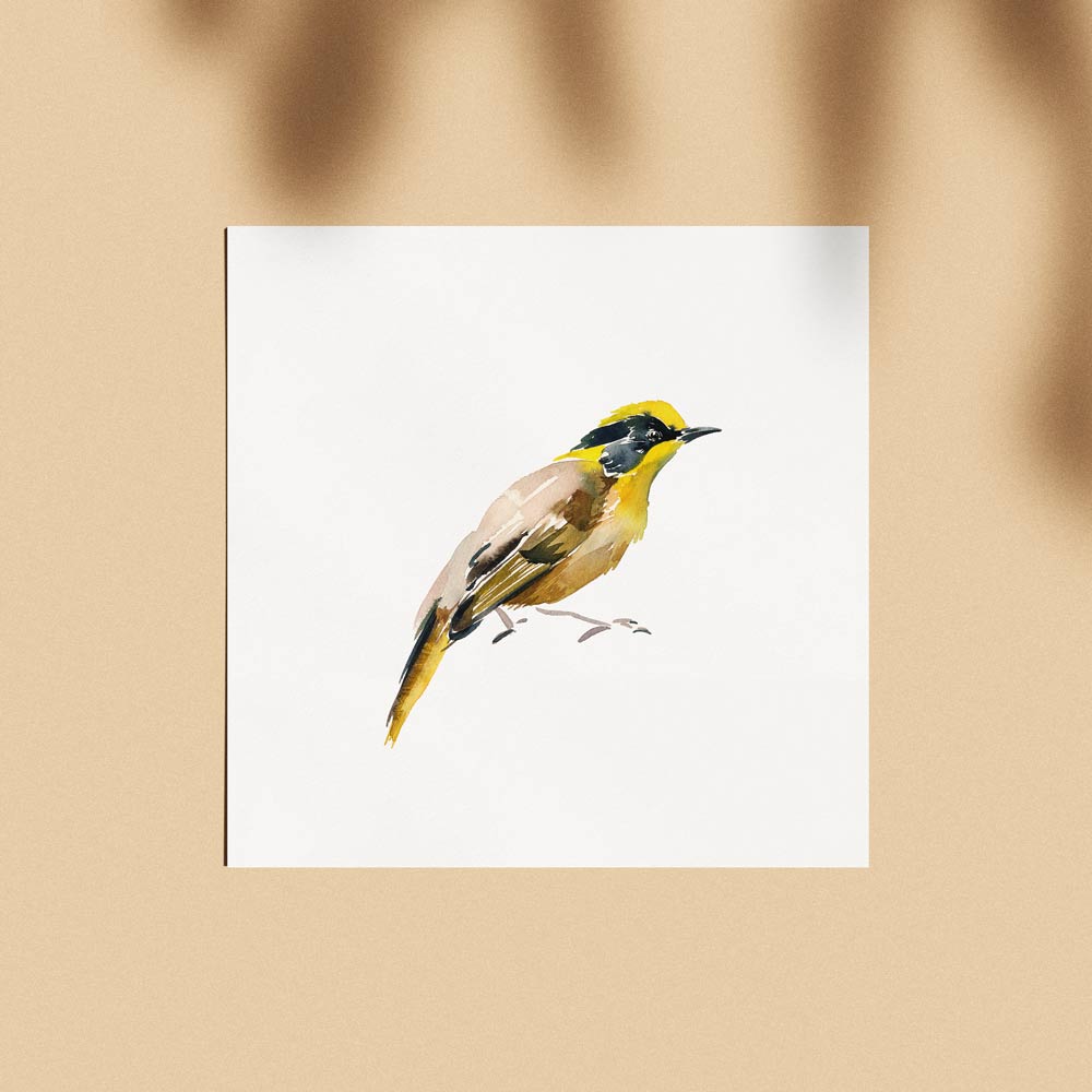 'Helmeted Honeyeater' Limited Edition Print