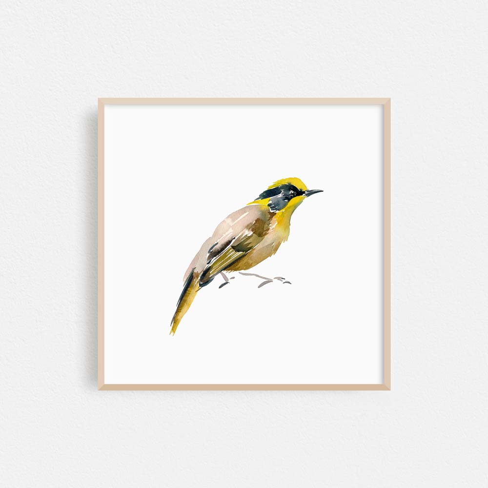 'Helmeted Honeyeater' Limited Edition Print