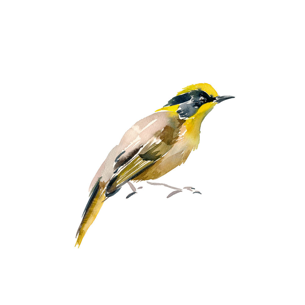 'Helmeted Honeyeater' Limited Edition Print