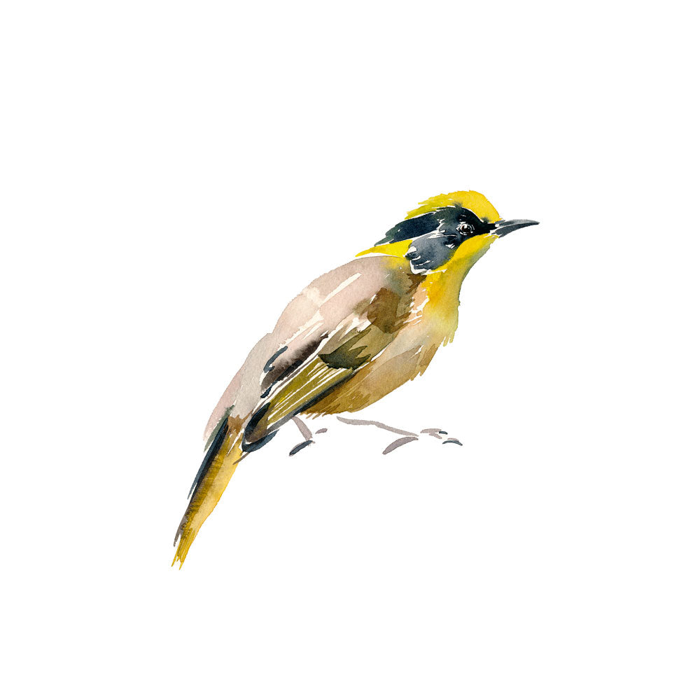 &#39;Helmeted Honeyeater&#39; Limited Edition Print