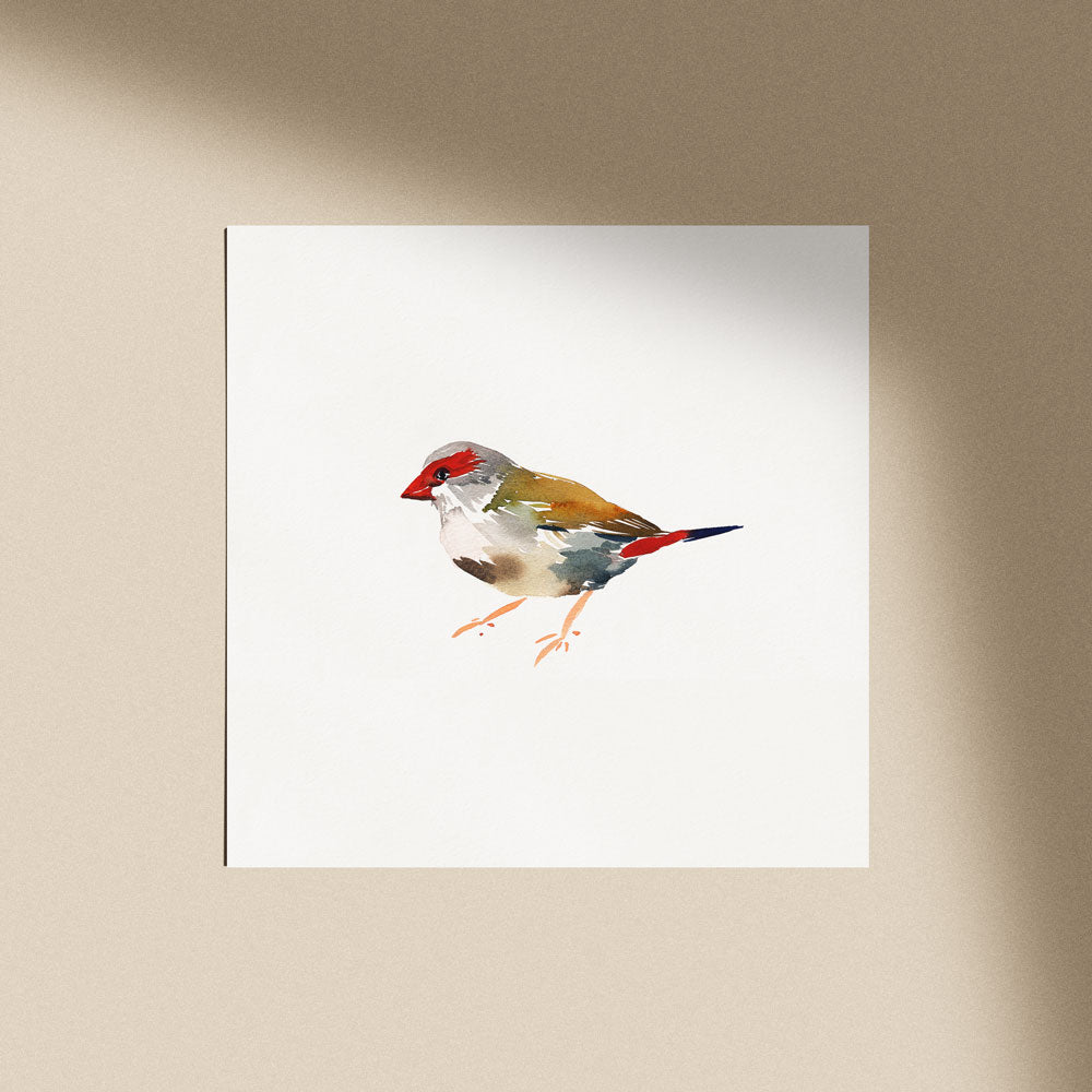 'Red-browed Finch' Limited Edition Print