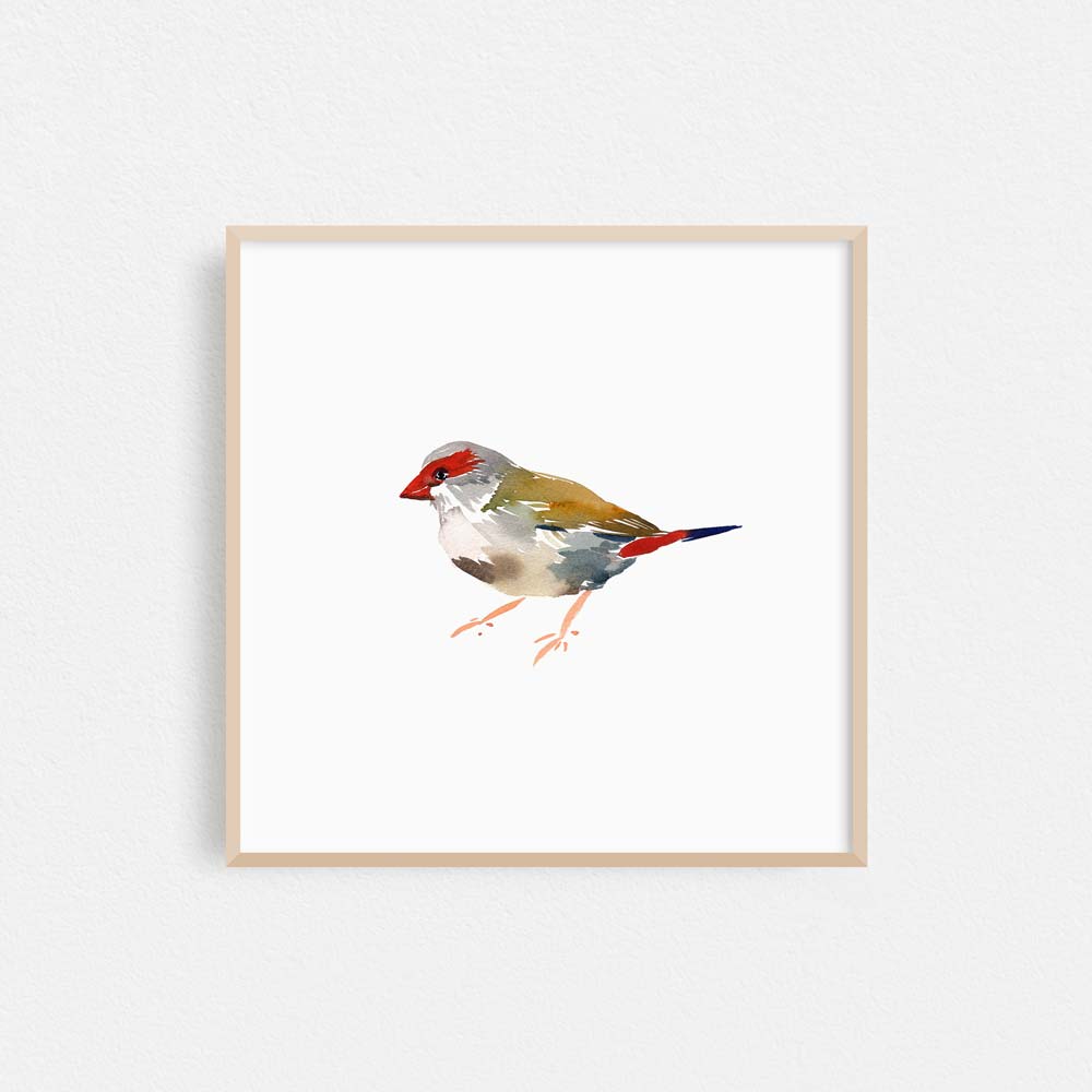 &#39;Red-browed Finch&#39; Limited Edition Print