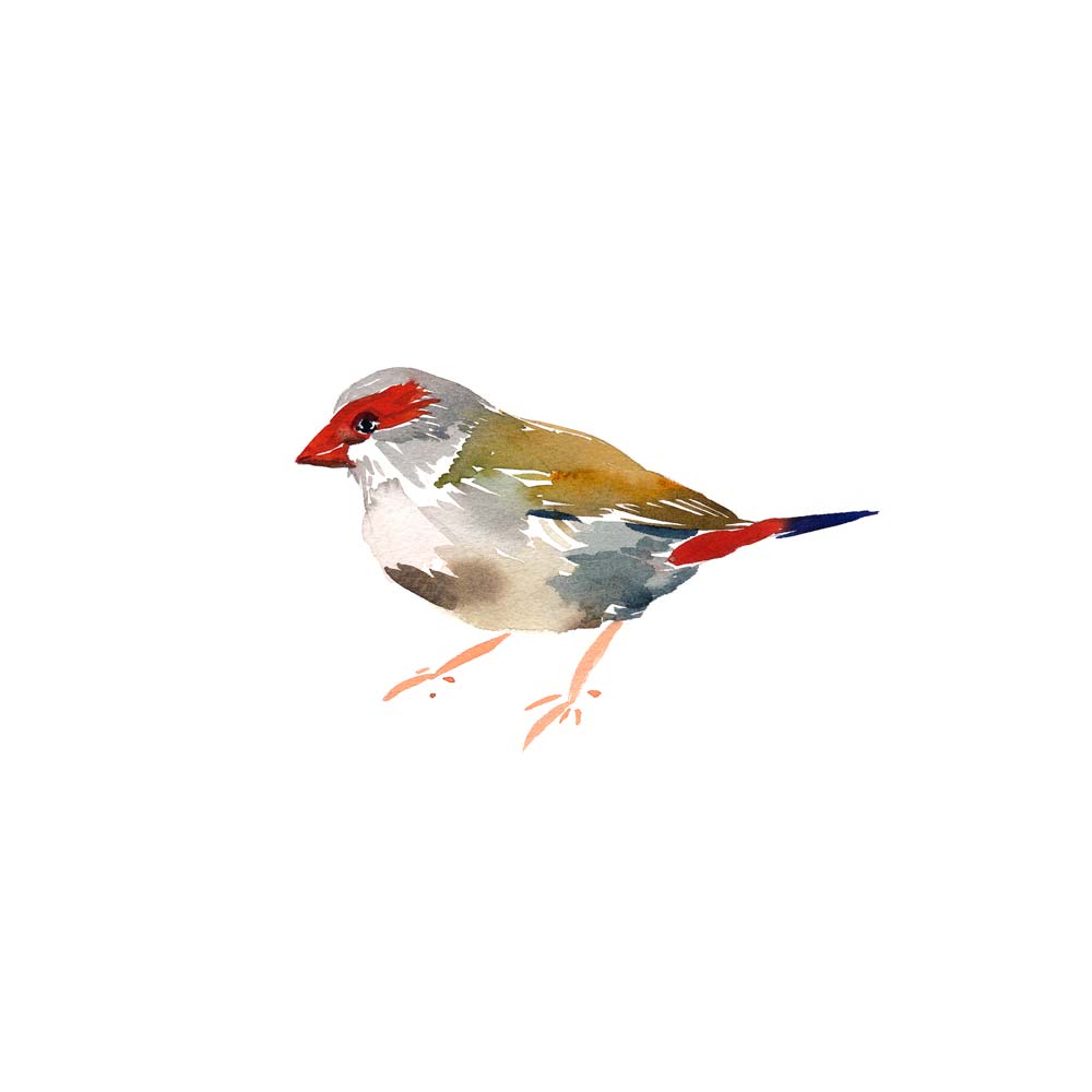 'Red-browed Finch' Limited Edition Print