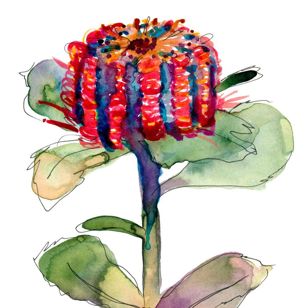 'Untitled (Banksia)' Limited Edition Print