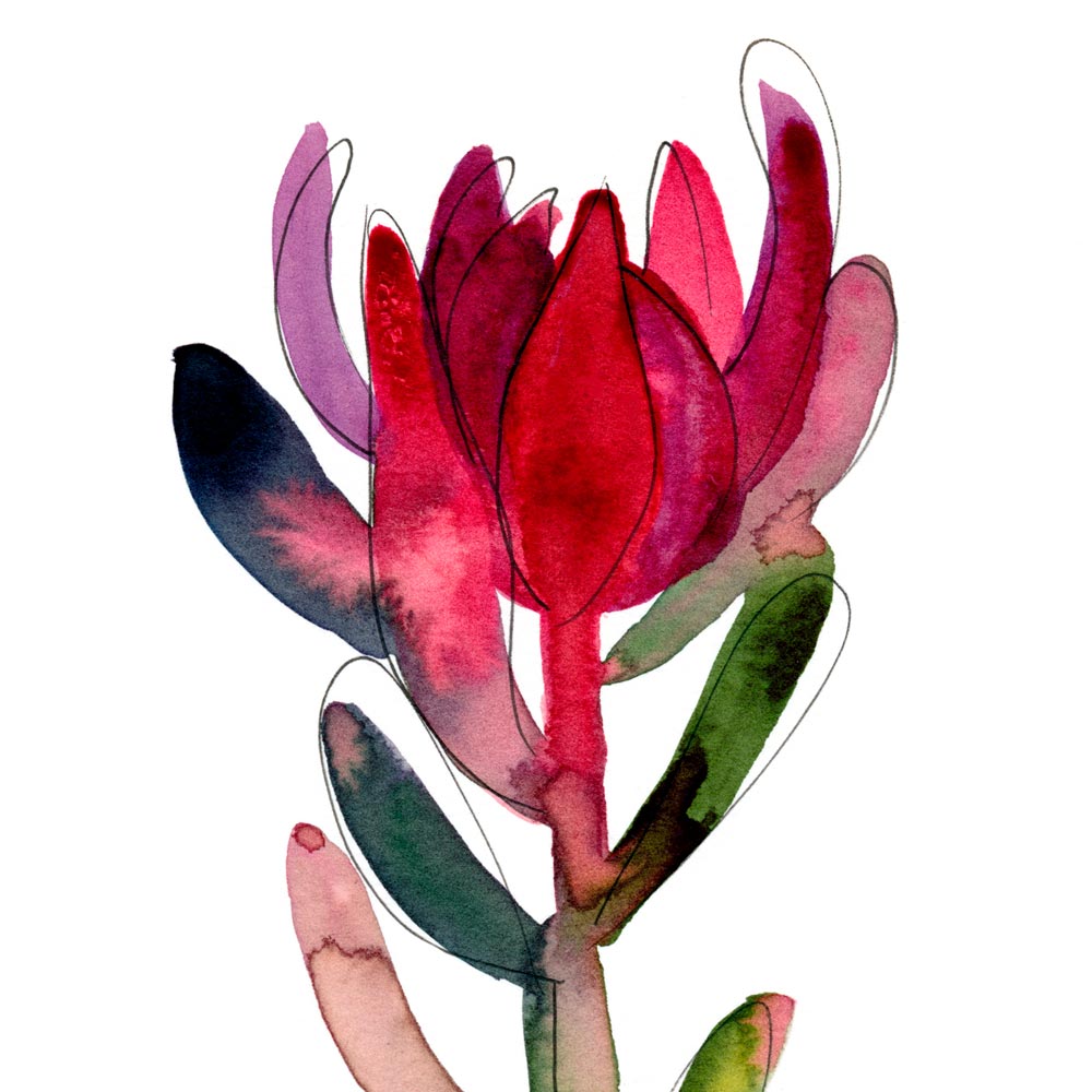 &#39;Untitled (Leucadendron)&#39; Limited Edition Print