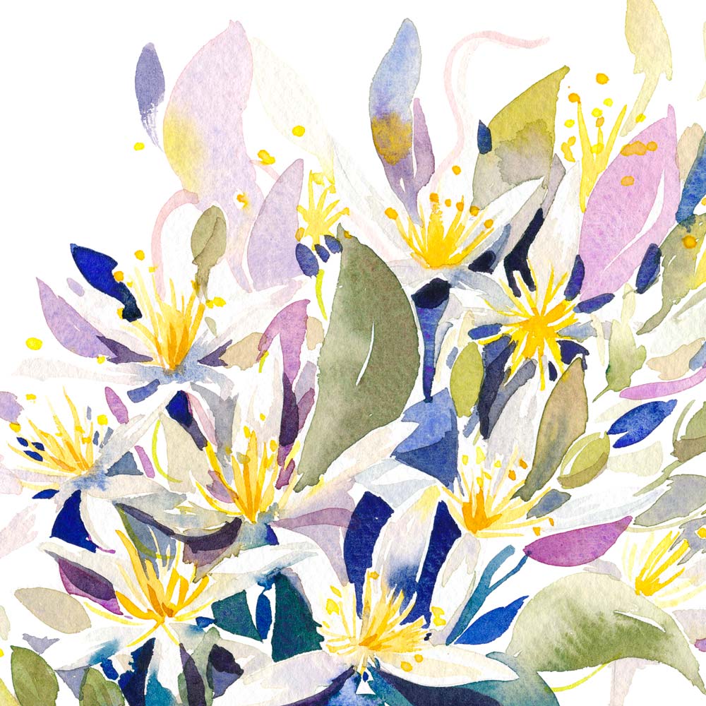 'January' Clematis Birth Flower Art Print
