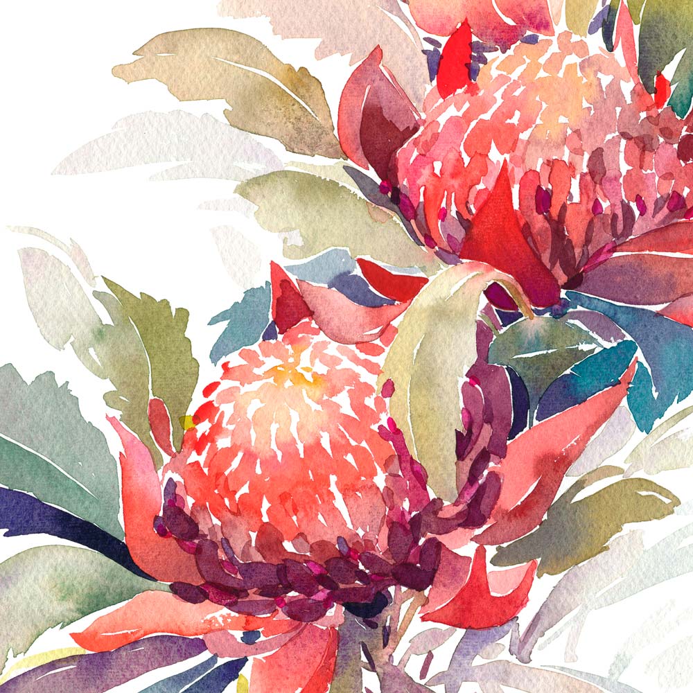 'December' Waratah Birth Flower Art Print