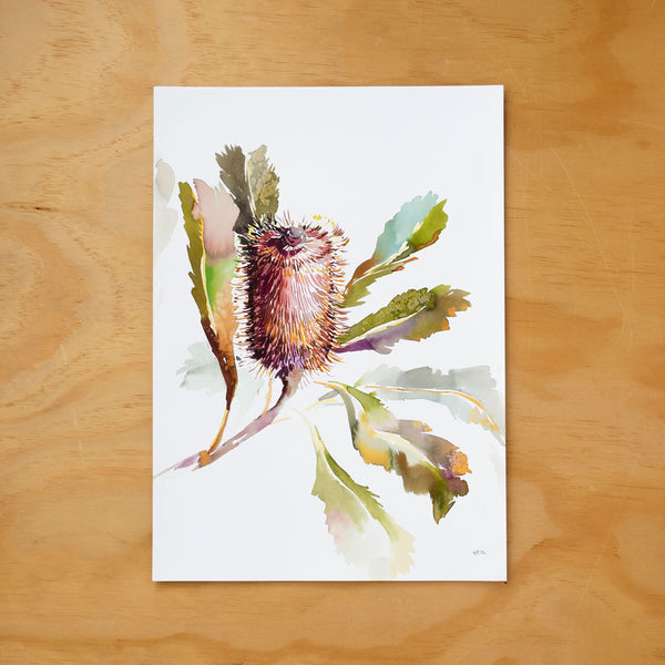 'Banksia Robur' Original Artwork