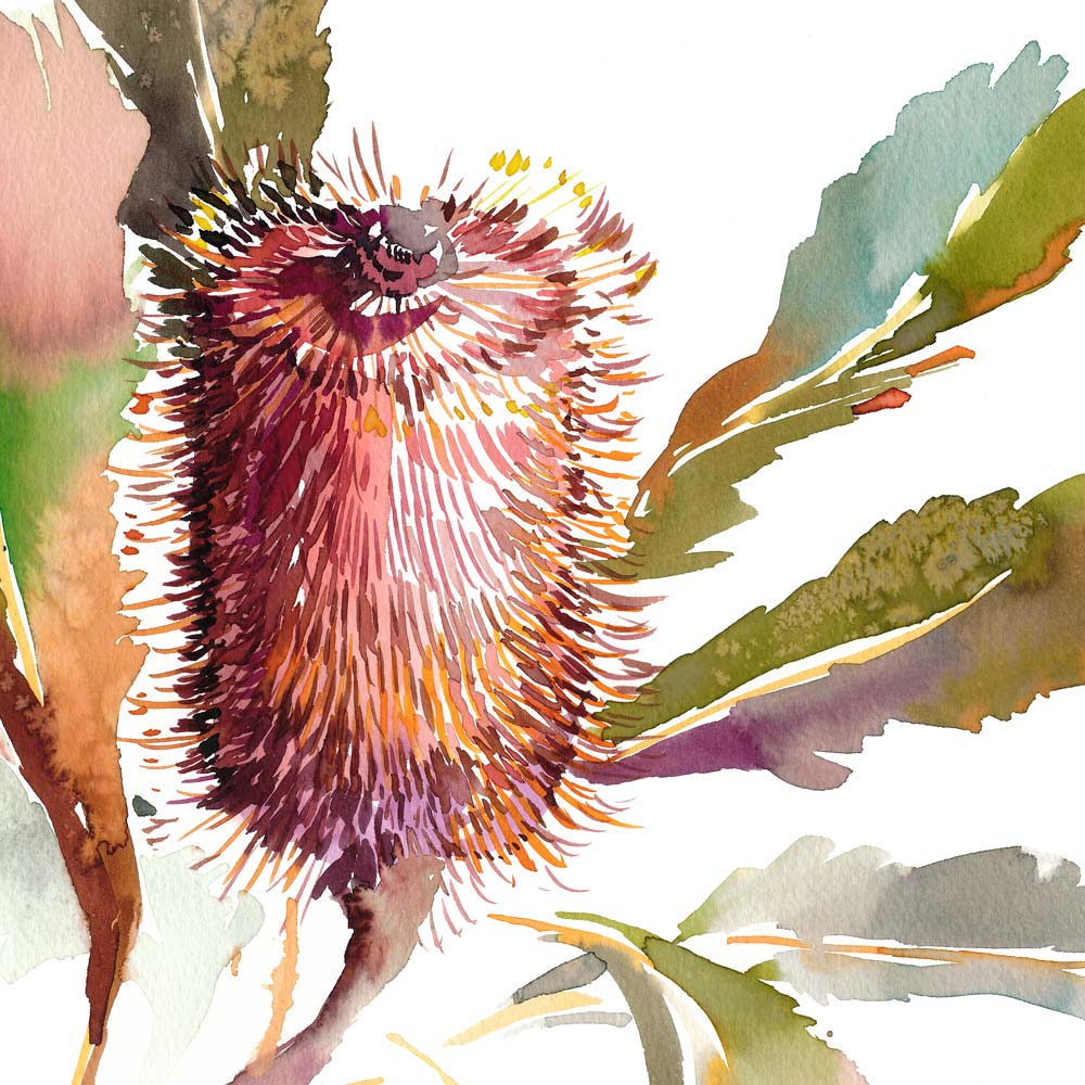 'Banksia Robur' Limited Edition Print