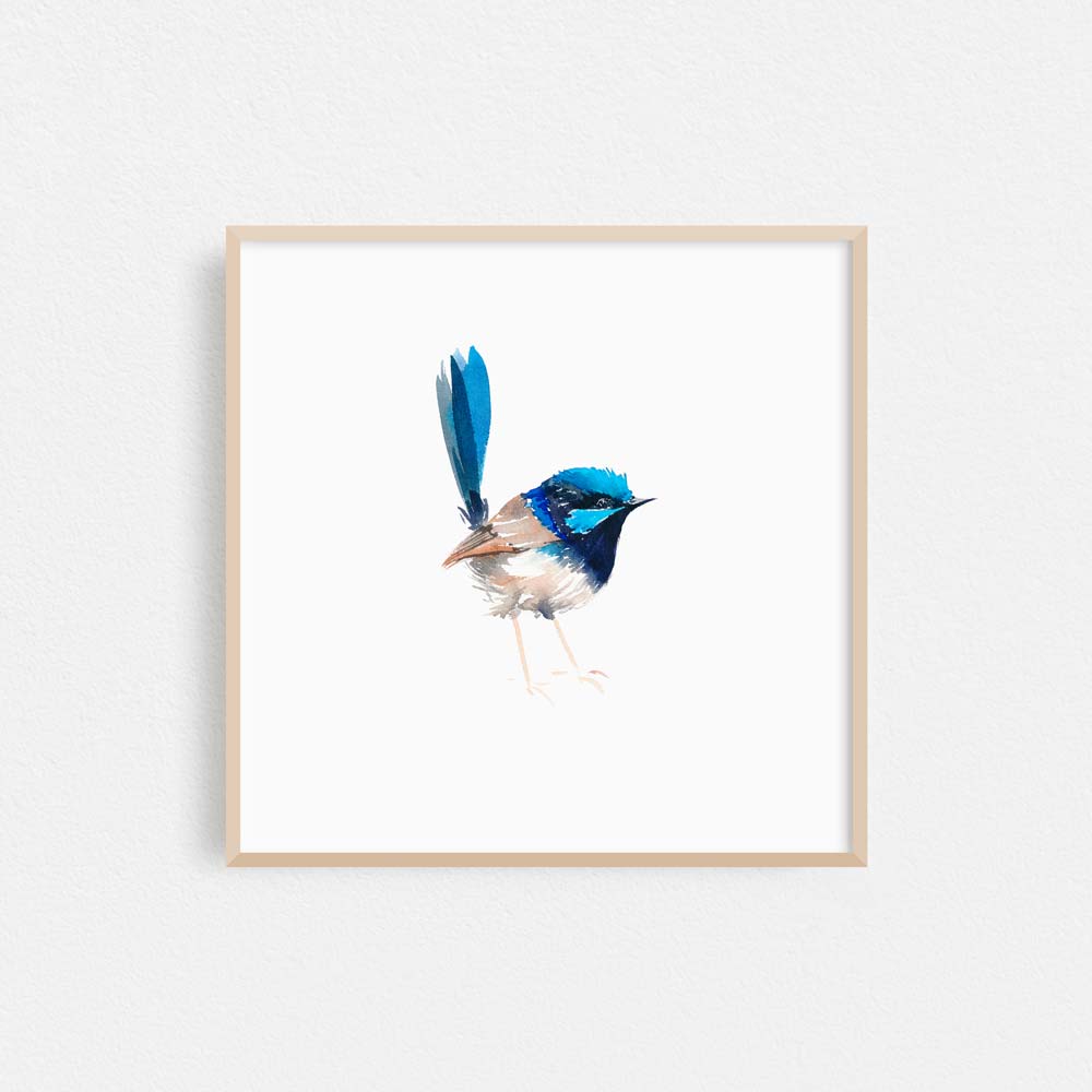 'Superb Fairy Wren - Little Pud' Limited Edition Print