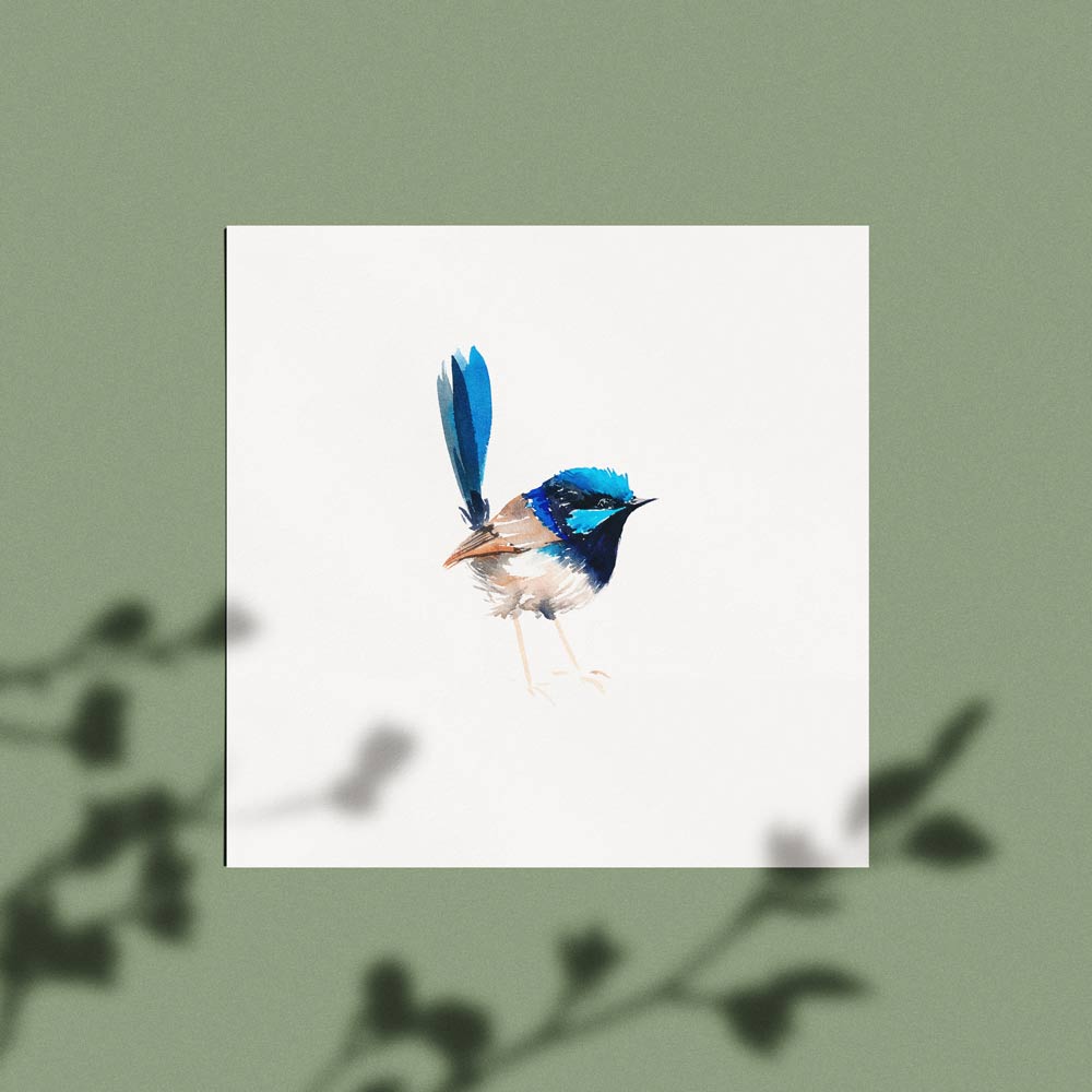 'Superb Fairy Wren - Little Pud' Limited Edition Print