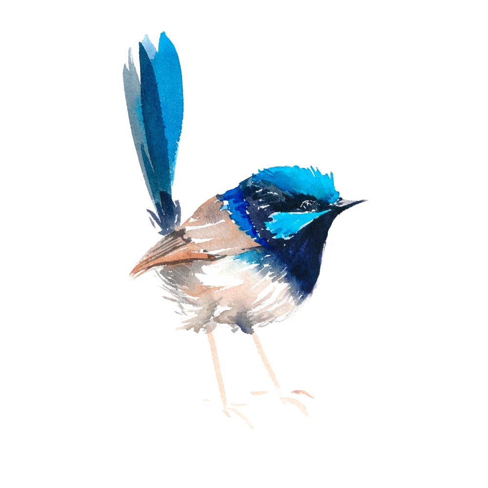 'Superb Fairy Wren - Little Pud' Limited Edition Print
