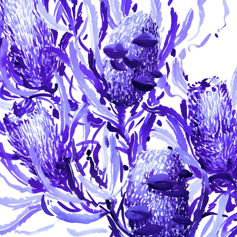 Close up view of &#39;Candlestick Banksia in Blue&#39; Limited Edition Watercolour Print