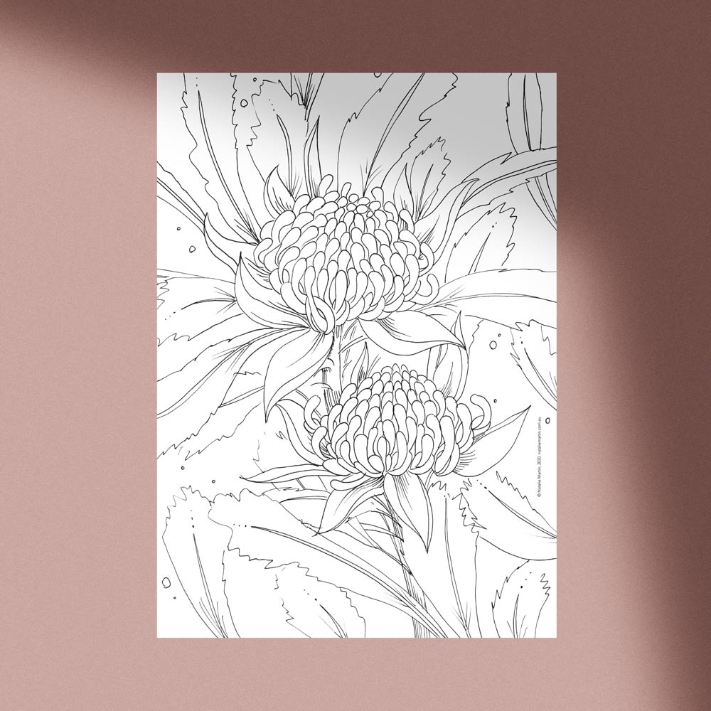 &#39;Waratah&#39; Colouring-in Template