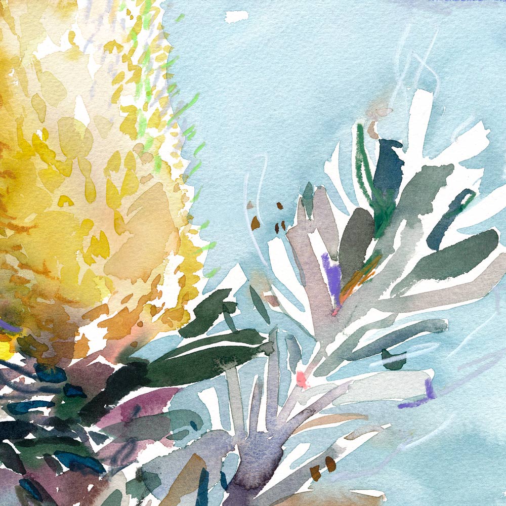 'Cut Leaf Banksia' Limited Edition Print