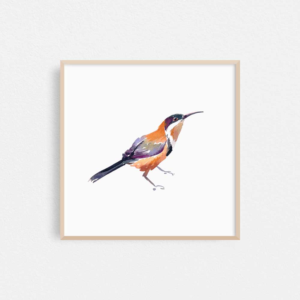 Framed &#39;Eastern Spinebill&#39; Limited Edition Watercolour Art Print by Natalie Martin