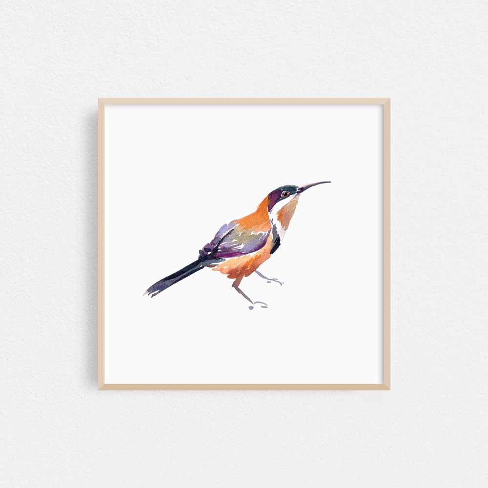 Unframed 'Eastern Spinebill' Limited Edition Watercolour Art Print by Natalie Martin