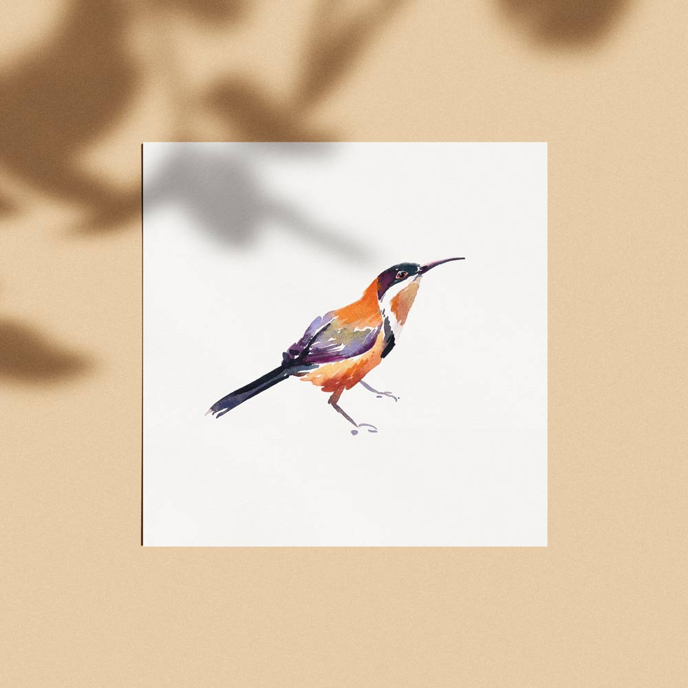 Unframed &#39;Eastern Spinebill&#39; Limited Edition Watercolour Art Print by Natalie Martin