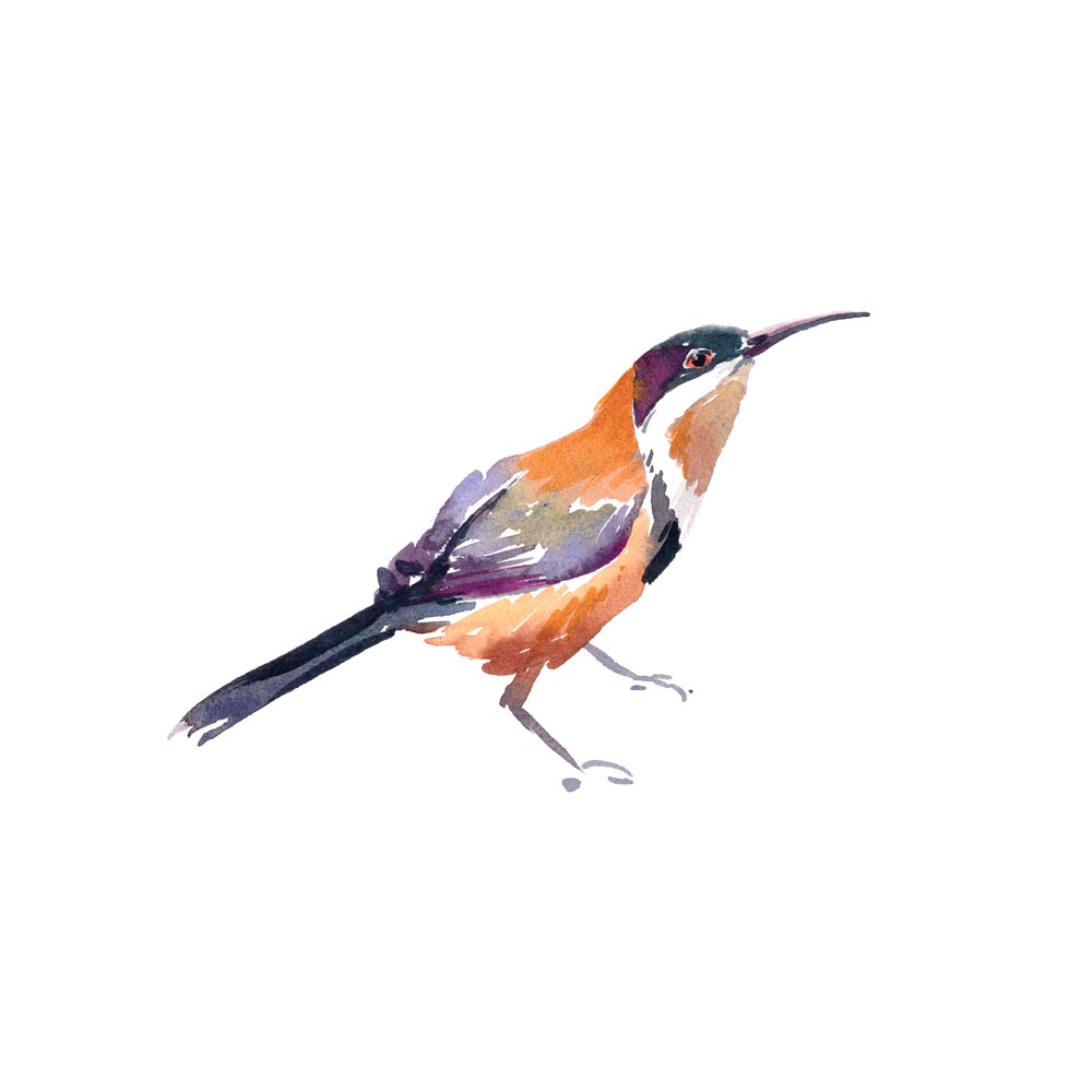 Unframed 'Eastern Spinebill' Limited Edition Watercolour Art Print by Natalie Martin