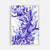 Framed 'Firewood Banksia in Blue' Limited Edition Watercolour Art Print by Natalie Martin
