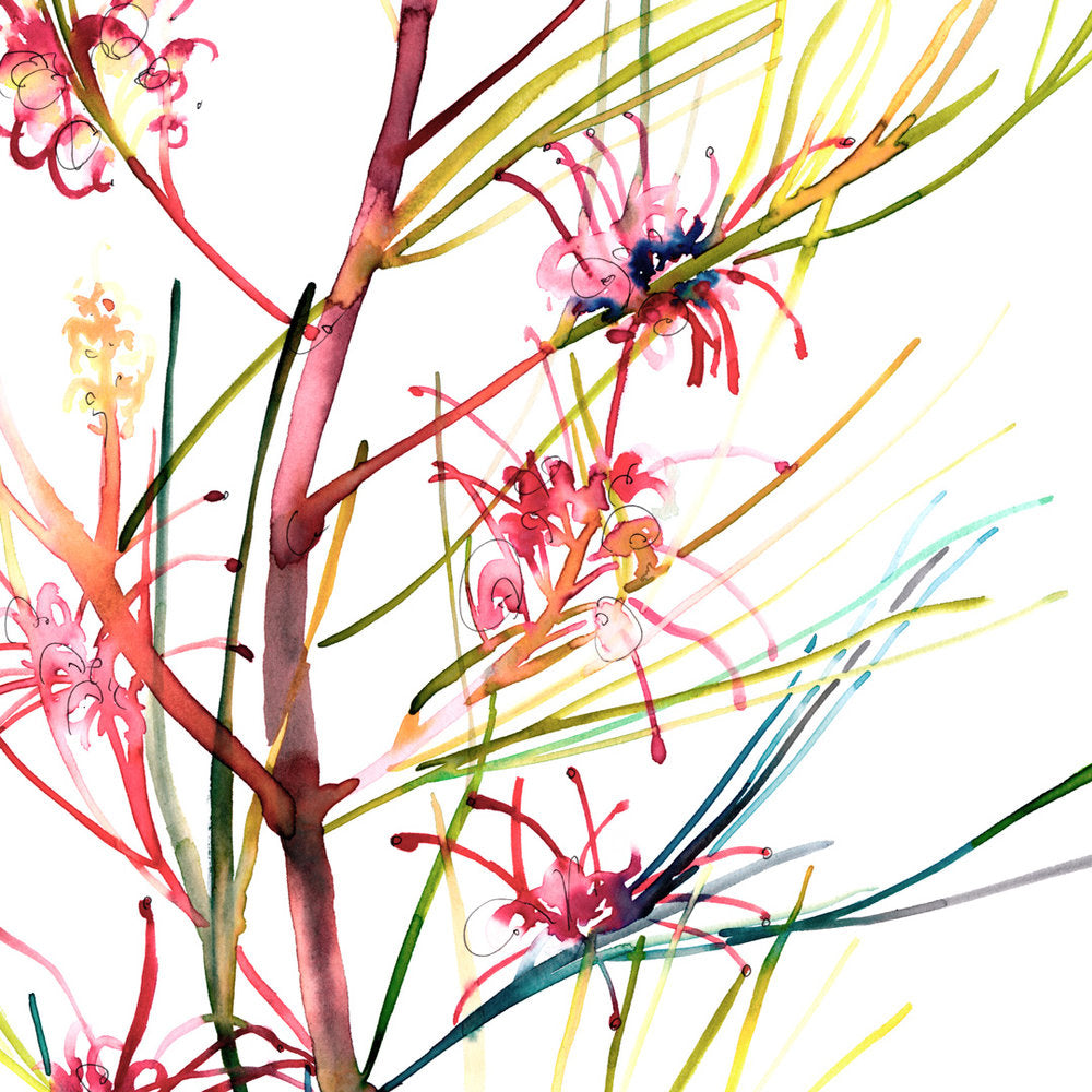 &#39;Roger&#39;s Grevillea&#39; Limited Edition Print