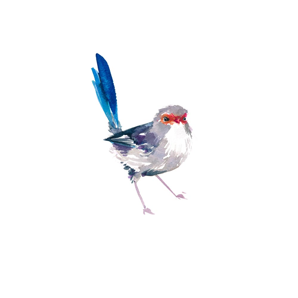 Unframed 'Splendid Fairy Wren Female' Limited Edition Wat