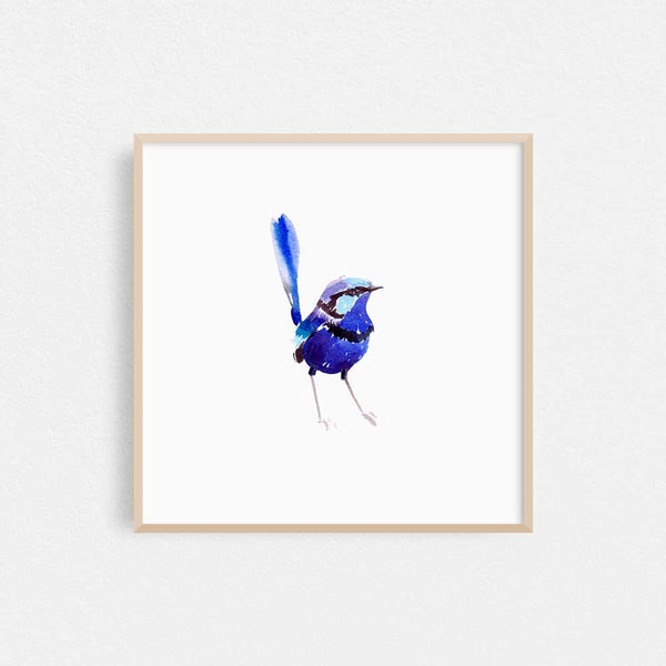 'Splendid Fairy Wren Male' Limited Edition Print - Natalie Martin