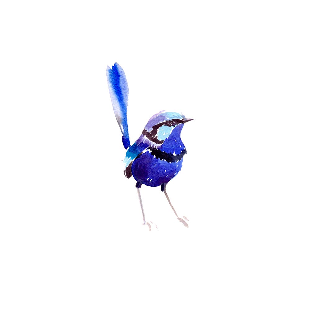 Superb Fairy-wren, watercolour and gouche on paper, 297mm x 420mm : r/Art