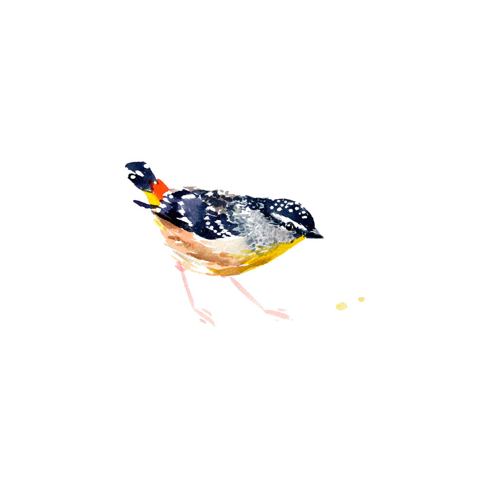 Unframed &#39;Spotted Pardalote&#39; Limited Edition Watercolour Art Print by Natalie Martin